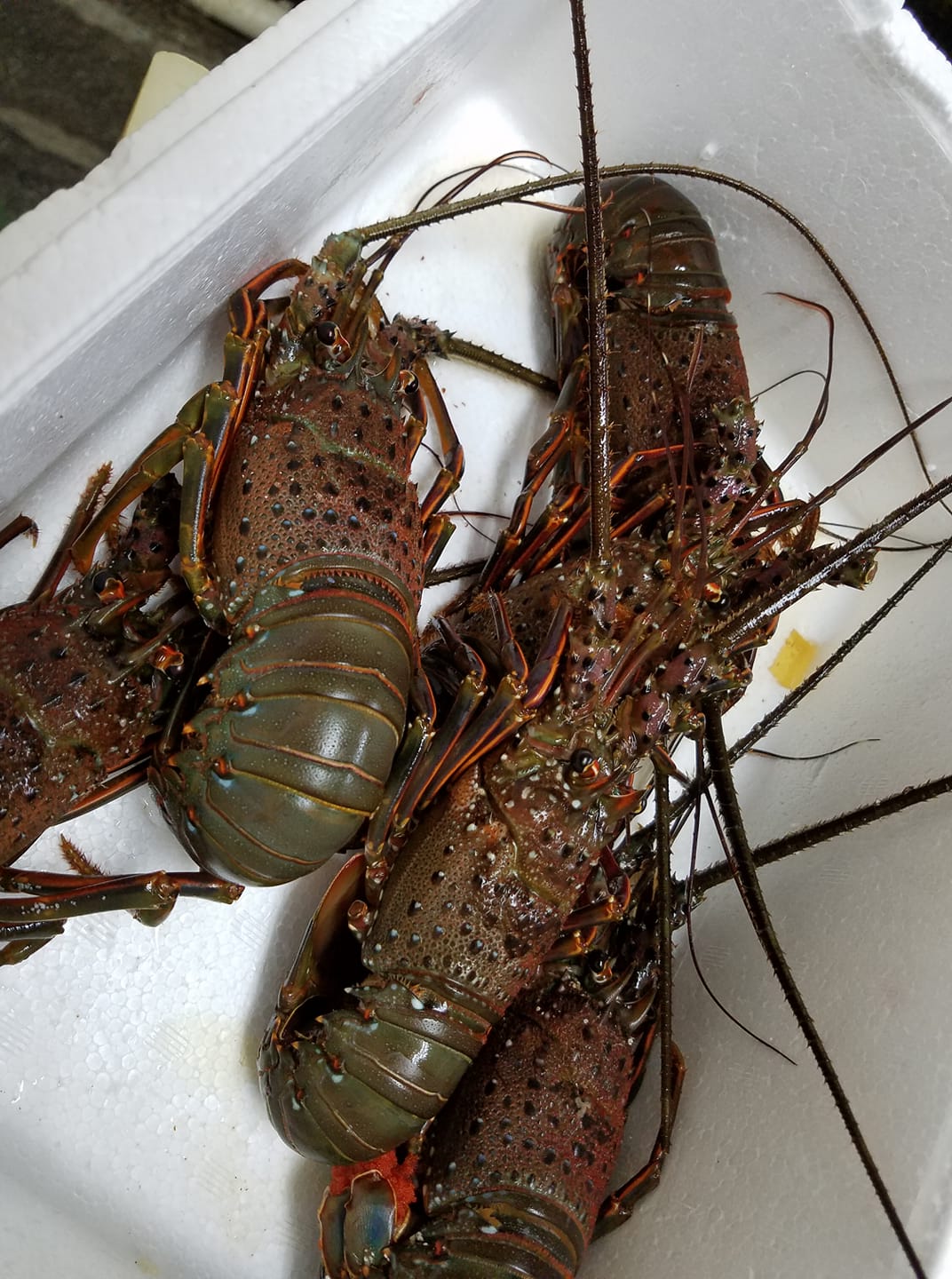 丸安魚店 伊勢海老ｷﾀ ﾟ ﾟ まちの駅やまつり